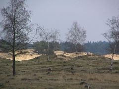 IMG_3053 drents_friese wold